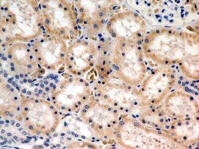 Immunohistochemistry-Paraffin: JAMP Antibody - BSA Free [NBP2-36446]
