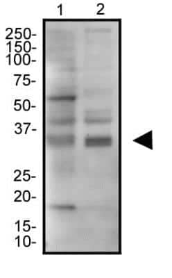 Western Blot: JAMP AntibodyBSA Free [NBP2-36446]