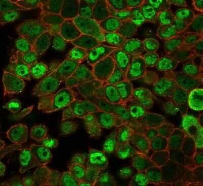 Immunocytochemistry/ Immunofluorescence: JAZF1 Antibody (PCRP-JAZF1-1C2) [NBP3-13885]