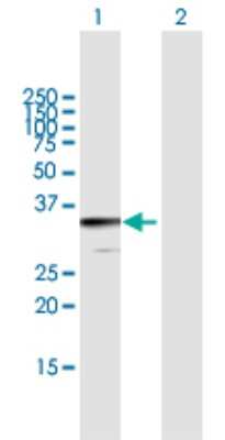 Western Blot: JAZF1 Antibody [H00221895-B01P]