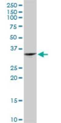 Western Blot: JAZF1 Antibody [H00221895-D01P]