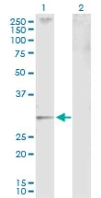 Western Blot: JAZF1 Antibody [H00221895-D01P]