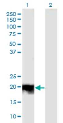 Western Blot: JDP2 Antibody (3C1) [H00122953-M01]