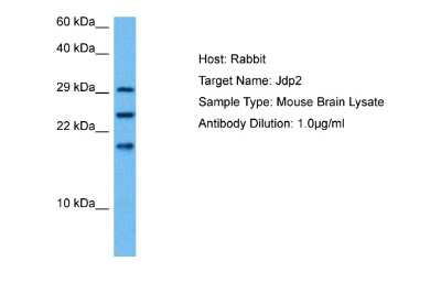 Western Blot: JDP2 Antibody [NBP2-85124]