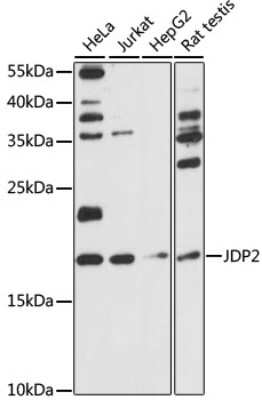 Western Blot: JDP2 AntibodyAzide and BSA Free [NBP3-04473]