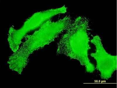 Immunocytochemistry/ Immunofluorescence: JIK Antibody (1D8) [H00051347-M05]