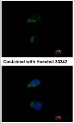 Immunocytochemistry/ Immunofluorescence: JIK Antibody [NBP1-32181]