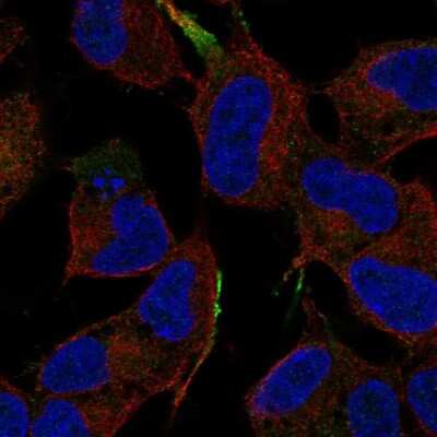 Immunocytochemistry/ Immunofluorescence: JIP1 Antibody [NBP2-56324]