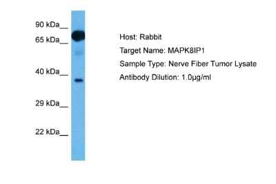 Western Blot: JIP1 Antibody [NBP2-87643]