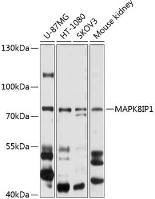 Western Blot: JIP1 AntibodyBSA Free [NBP3-03394]