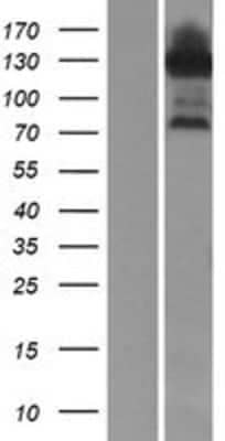 Western Blot: JIP1 Overexpression Lysate [NBP2-10465]