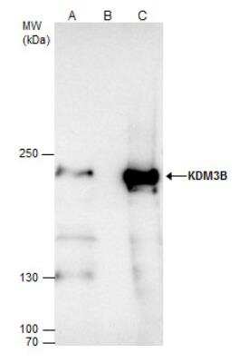 Immunoprecipitation: JMJD1B Antibody [NBP2-17007]