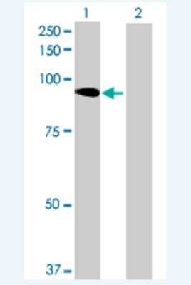 Western Blot: JMJD1B Antibody [H00051780-B01P-50ug]