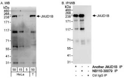 Western Blot: JMJD1B Antibody [NB110-38879]