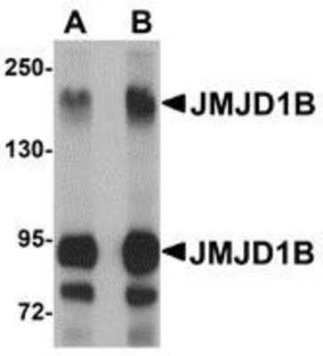 Western Blot: JMJD1B AntibodyBSA Free [NBP1-77071]