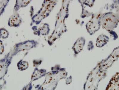 Immunohistochemistry-Paraffin: JMJD1C Antibody (5F12) [H00221037-M03]