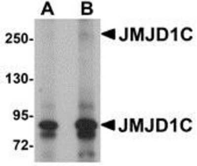 Western Blot: JMJD1C AntibodyBSA Free [NBP1-77072]