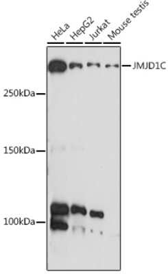 Western Blot: JMJD1C AntibodyAzide and BSA Free [NBP3-15959]