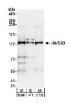 Western Blot: JMJD2B Antibody [NB100-74605]