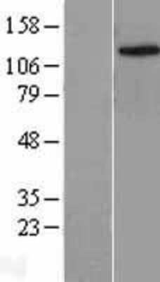 Western Blot: Lysine (K)-specific Demethylase 4C/KDM4C/JMJD2C Overexpression Lysate [NBL1-12104]