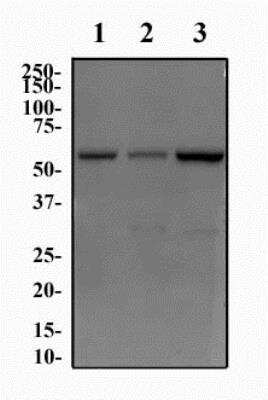 Western Blot: JMJD2D AntibodyBSA Free [NBP1-03357]