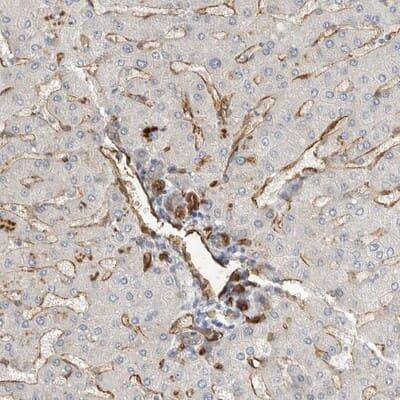 Immunohistochemistry-Paraffin: JMJD4 Antibody [NBP1-94032]