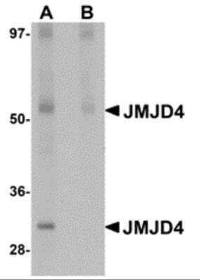 Western Blot: JMJD4 AntibodyBSA Free [NBP2-82098]