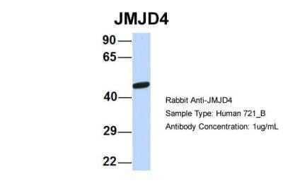 Western Blot: JMJD4 Antibody [NBP2-87646]