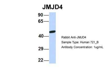 Western Blot: JMJD4 Antibody [NBP2-87647]