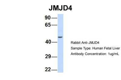 Western Blot: JMJD4 Antibody [NBP2-87647]