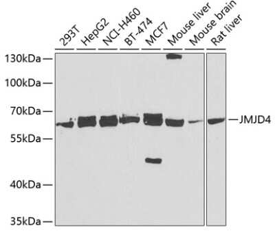 Western Blot: JMJD4 AntibodyBSA Free [NBP3-04727]