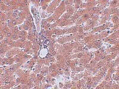 Immunohistochemistry-Paraffin: JMJD5 Antibody - BSA Free [NBP1-77074]