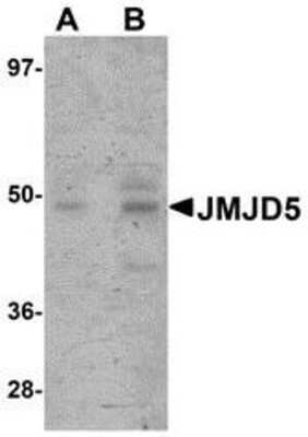 Western Blot: JMJD5 AntibodyBSA Free [NBP1-77074]