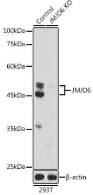 Western Blot: JMJD6/PSR AntibodyAzide and BSA Free [NBP3-03444]