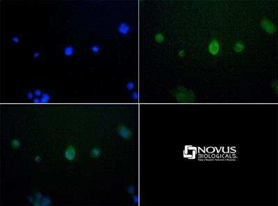 Immunocytochemistry/ Immunofluorescence: JMJD6/PSR Antibody [NBP1-71693]