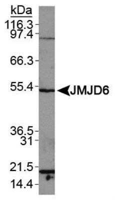 Western Blot: JMJD6/PSR Antibody [NBP1-71693]