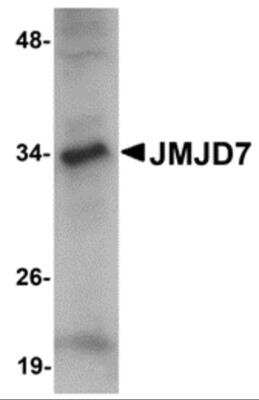 Western Blot: JMJD7 AntibodyBSA Free [NBP2-81724]