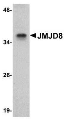 Western Blot: JMJD8 AntibodyBSA Free [NBP1-77076]