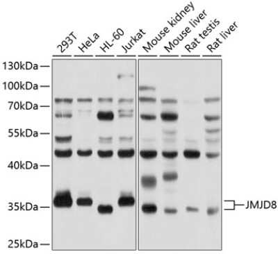 Western Blot: JMJD8 AntibodyBSA Free [NBP3-04630]