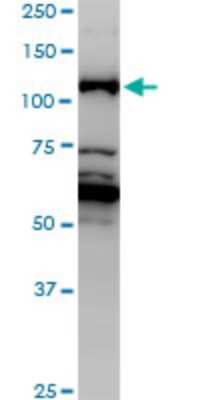 Western Blot: JMY Antibody (2D7) [H00133746-M01]