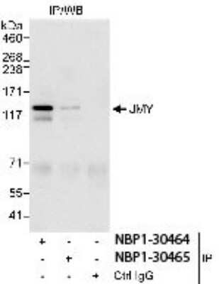 Immunoprecipitation: JMY Antibody [NBP1-30464]