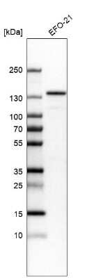 Western Blot: JMY Antibody [NBP1-83478]