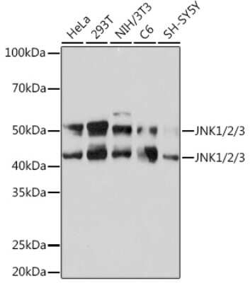 Western Blot: JNK1/2/3 Antibody (0J5D8) [NBP3-16250]