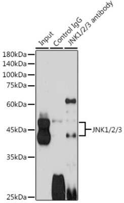 Immunoprecipitation: JNK1/2/3 Antibody - Azide and BSA Free [NBP3-16148]