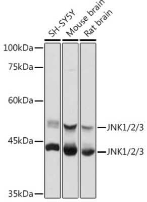 Western Blot: JNK1/2/3 AntibodyAzide and BSA Free [NBP3-16148]