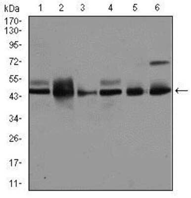 Western Blot: JNK1 Antibody (1E5)BSA Free [NBP2-22209]