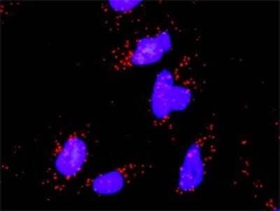 Proximity Ligation Assay: JNK1 Antibody (2F11) [H00005599-M11]