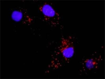 Proximity Ligation Assay: JNK1 Antibody (2F11) [H00005599-M11]