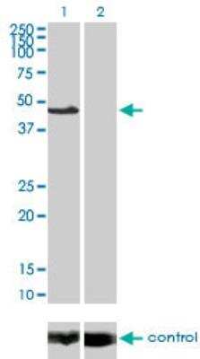 Western Blot: JNK1 Antibody (2F11) [H00005599-M11]