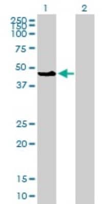 Western Blot: JNK1 Antibody (2F11) [H00005599-M11]